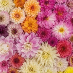 Piatnik Puzzle Dahlien 1000 Teile